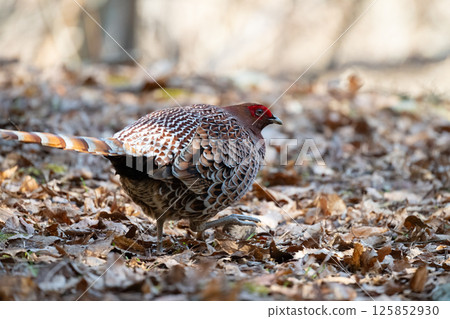 Male Copper Pheasant foraging on fallen leaves 125852930
