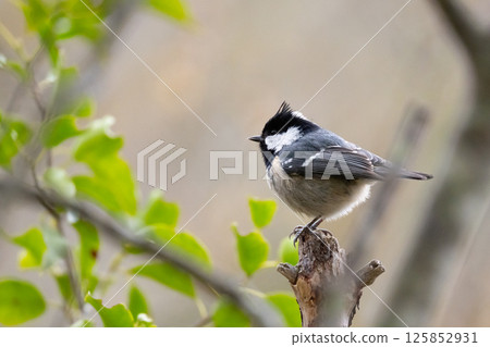 A coal tit perches on a branch in spring. 125852931