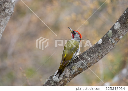 Spring, beautiful male Japanese green woodpecker 01 125852934
