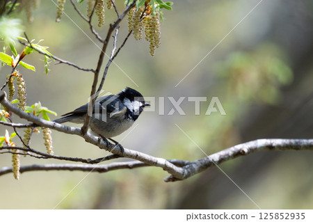 A tiny Coal Tit foraging in spring 01 125852935