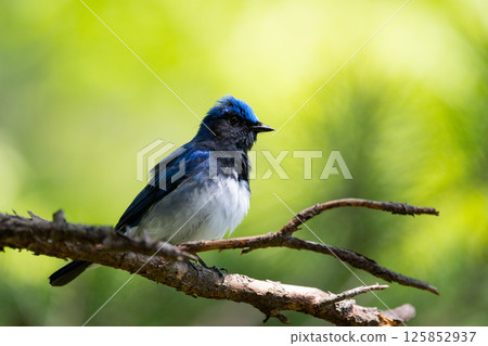 Summer bird, male blue-and-white flycatcher 125852937