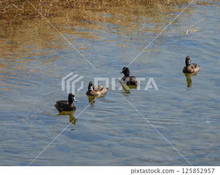Kinkokojiro (golden blackfish) 125852957