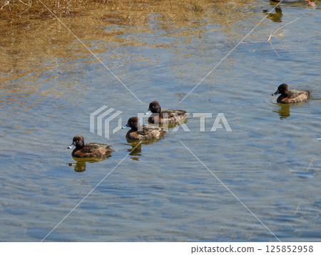 Kinkokojiro (golden blackfish) Kinkokojiro (golden blackfish) 125852958
