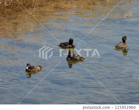 Kinkokojiro (golden blackfish) 125852960