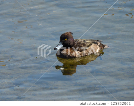 Kinkokojiro（金黑魚） 125852961