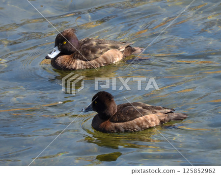 Kinkokojiro(金黑魚) Kinkokojiro(金黑魚) 125852962