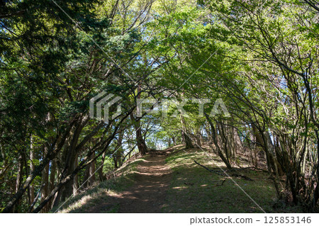 From Ybitsu Pass to the summit of Mt. Oyama. A view of the well-maintained Mt. Oyama course hiking trail. 125853146
