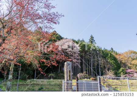 中山道大湧宿的春日景色 中山道大湧宿的春日景色 125853153