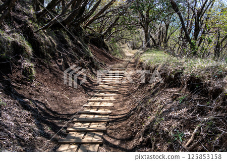 從Ybitsu山口到大山山頂。維護良好的大山路線遠足徑的景色。 從Ybitsu山口到大山山頂。維護良好的大山路線遠足徑的景色。 125853158