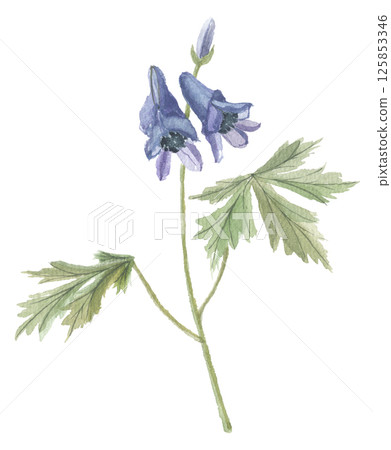 附子花水彩畫 附子花水彩畫 125853346