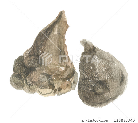 Aconite root painted in watercolor 125853349