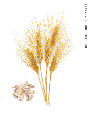 水彩畫的大麥和穀物 水彩畫的大麥和穀物 125853351