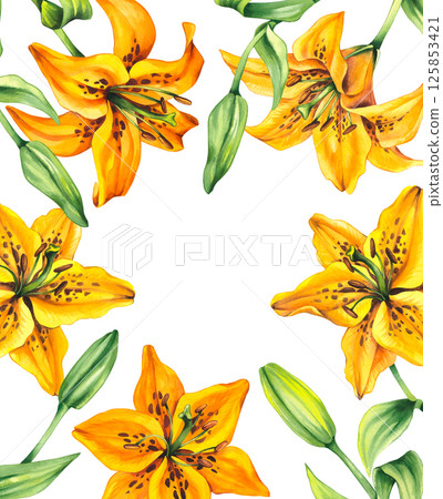 lily illustration bloom hand drawn watercolor lily illustration bloom hand drawn watercolor 125853421