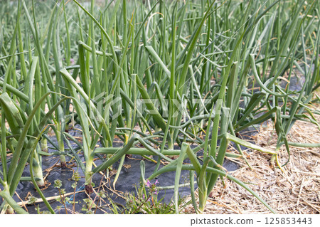 Negihatake 125853443