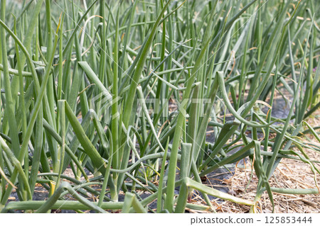 Negihatake 125853444