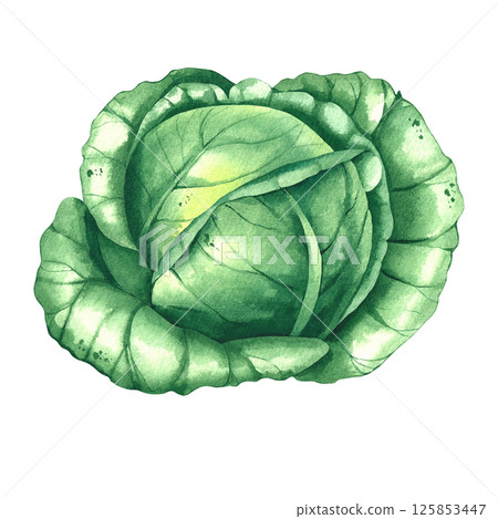 cabbage watercolor hand drawn illustrations 125853447