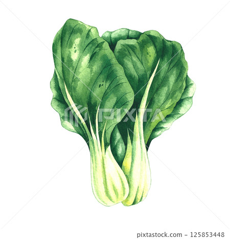 cabbage watercolor hand drawn illustrations 125853448