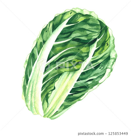 cabbage watercolor hand drawn illustrations cabbage watercolor hand drawn illustrations 125853449