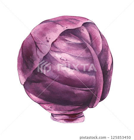 cabbage watercolor hand drawn illustrations 125853450