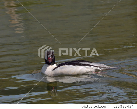 普通秋沙鴨（雄性） 125853454