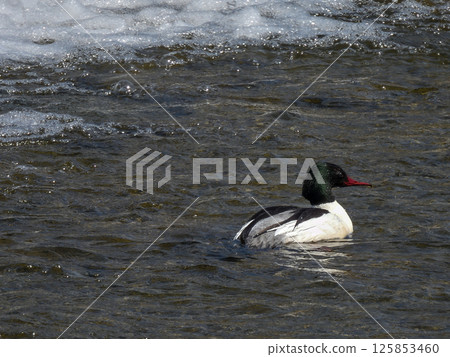 Common Merganser (male) Common Merganser (male) 125853460