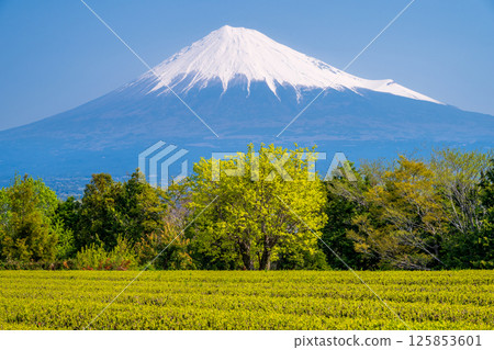幼茶田、柿子樹和富士山 幼茶田、柿子樹和富士山 125853601