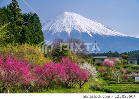 Peach blossoms blooming in Satoyama and Mount Fuji Peach blossoms blooming in Satoyama and Mount Fuji 125853604
