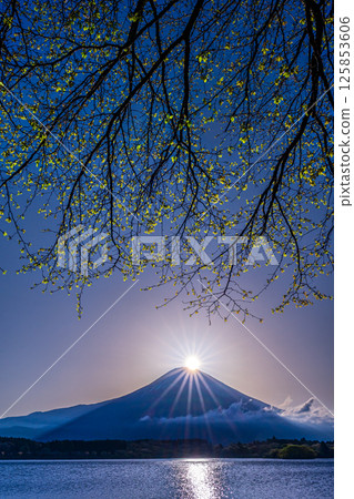Diamond Fuji and fresh greenery from Lake Tanuki 125853606