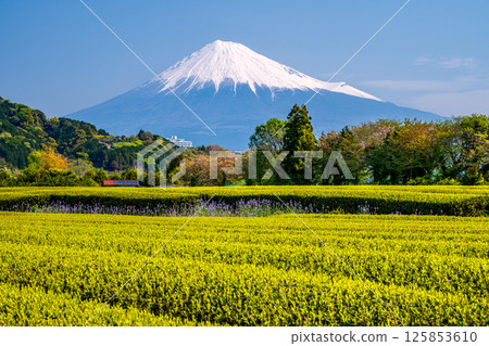 Blooming buds of Matsubaunran tea plantation and Mt. Fuji Blooming buds of Matsubaunran tea plantation and Mt. Fuji 125853610