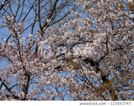 Tachiki Shrine Cherry Blossoms Tachiki Shrine Cherry Blossoms 125853747