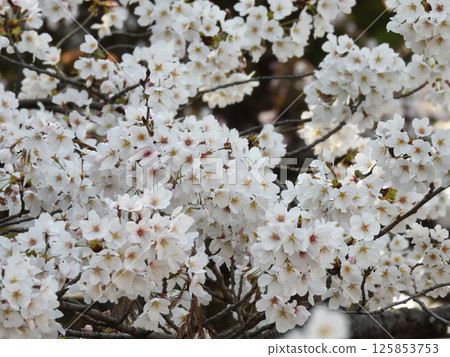 立木神社櫻花 立木神社櫻花 125853753