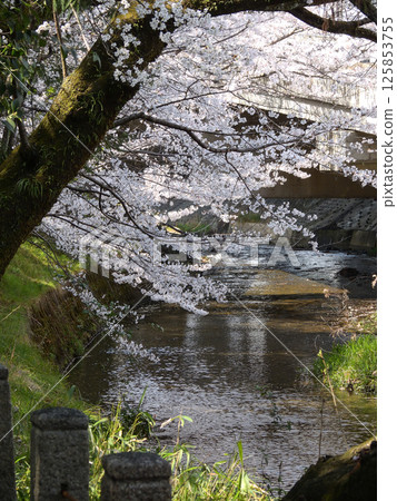 Tachiki Shrine Cherry Blossoms 125853755