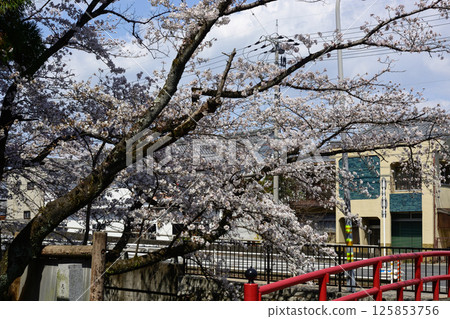 Tachiki Shrine Cherry Blossoms 125853756