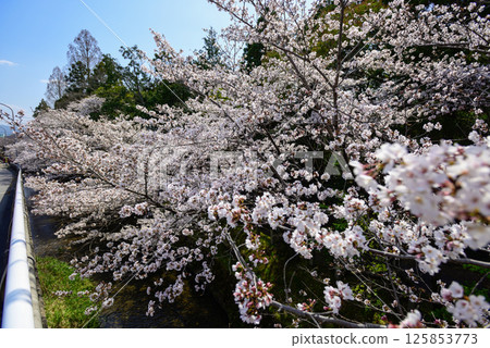 立木神社櫻花 125853773