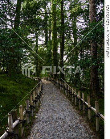 Scenery of the forest and paths of Kenrokuen in winter Scenery of the forest and paths of Kenrokuen in winter 125853925