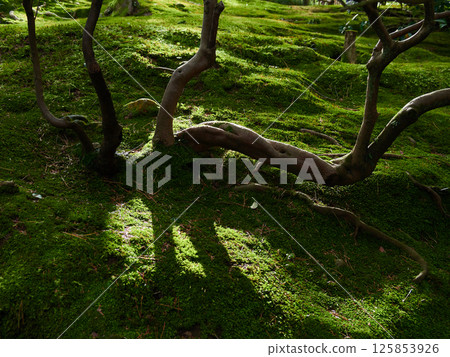 Scenery of trees and grass in the forest of Kenrokuen in winter Scenery of trees and grass in the forest of Kenrokuen in winter 125853926