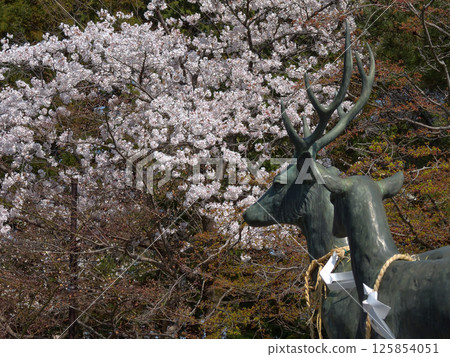 立木神社:櫻花與神鹿 立木神社:櫻花與神鹿 125854051
