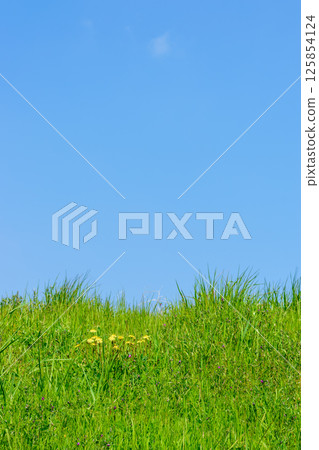 Spring bank with dandelions and vetch blooming and blue sky 125854124