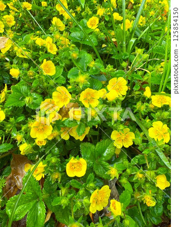 Hebiichigo 125854150