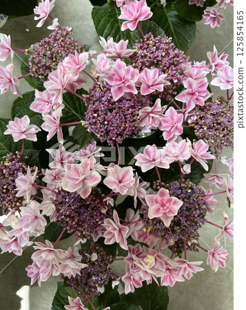 品種是隅田煙火，粉紅色 125854165