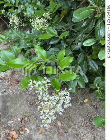 White nandina flowers on the roadside 125854166