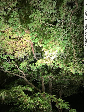 Illuminated lush autumn leaves at night Illuminated lush autumn leaves at night 125854167