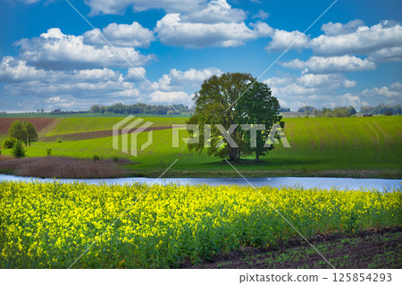 Scenic Spring Landscape With Yellow Flowers, Green Fields, and Pond Under Blue Sky 125854293