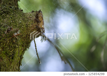 Close-up tree resin dripping from a cut branch in a peaceful forest setting. Close-up tree resin dripping from a cut branch in a peaceful forest setting. 125854299