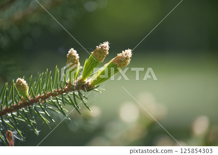 A close-up shot showcases new spring growth of a fir tree branch with vibrant green hues. A close-up shot showcases new spring growth of a fir tree branch with vibrant green hues. 125854303