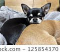 Sleepy chihuahua 125854370