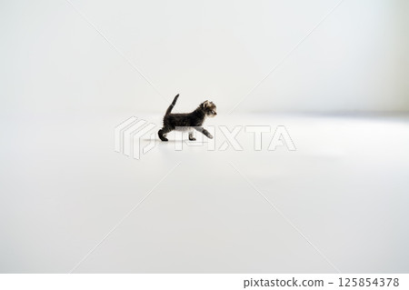 Playful small tabby kitten walking on white background 125854378