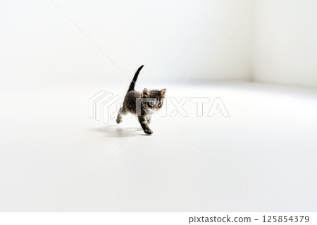 Playful small tabby kitten walking on white background 125854379