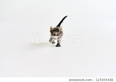 Playful small tabby kitten walking on white background 125854380