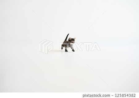 Playful small tabby kitten walking on white background Playful small tabby kitten walking on white background 125854382
